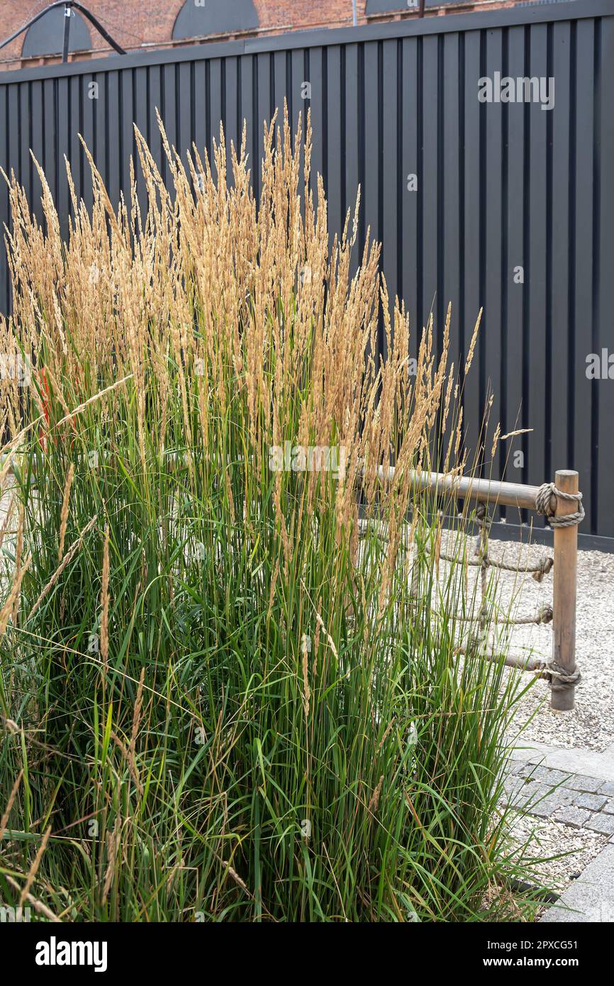 Veinik ostrotsvetkowy; calamagrostis, eine dekorative Getreidepflanze, die im Garten angebaut wird Stockfoto