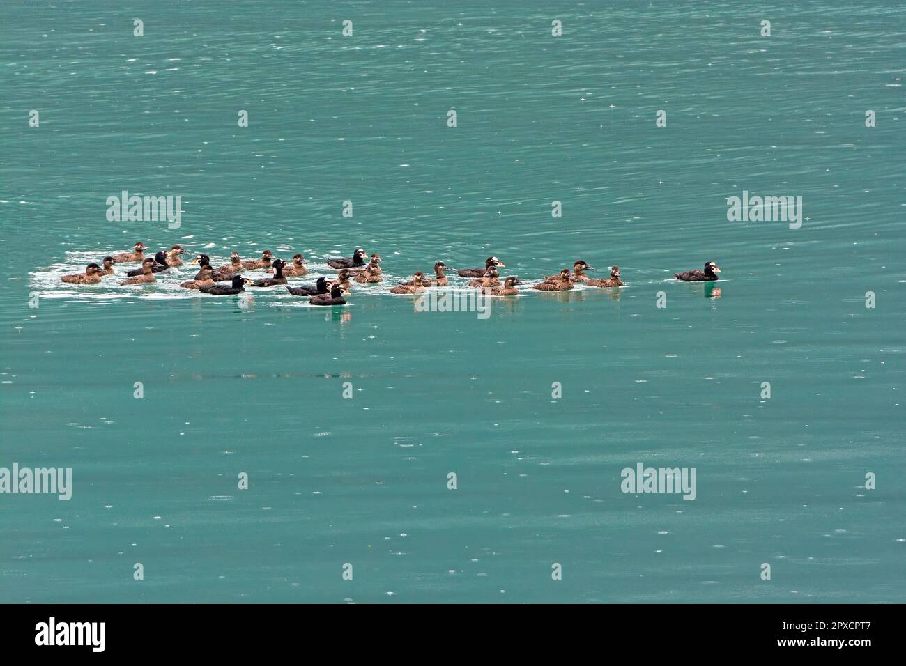 Eine große Gruppe von Surf-Scootern an einer Meeresküste in der Nähe von Haines, Alaska Stockfoto
