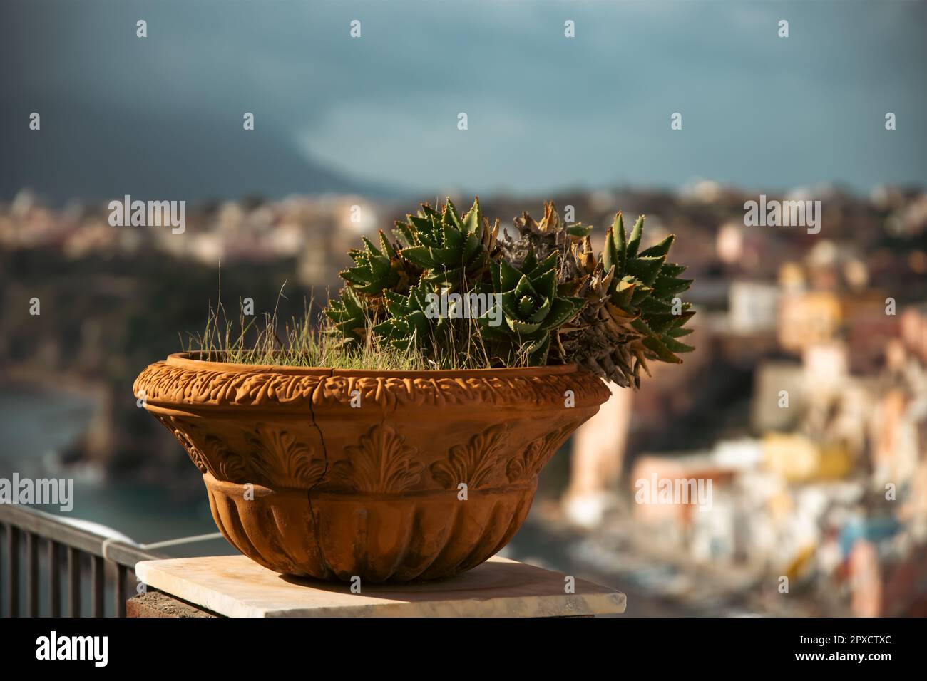 Klassischer Topf mit Kaktus und bunten Häusern von Procida im Hintergrund. Stockfoto