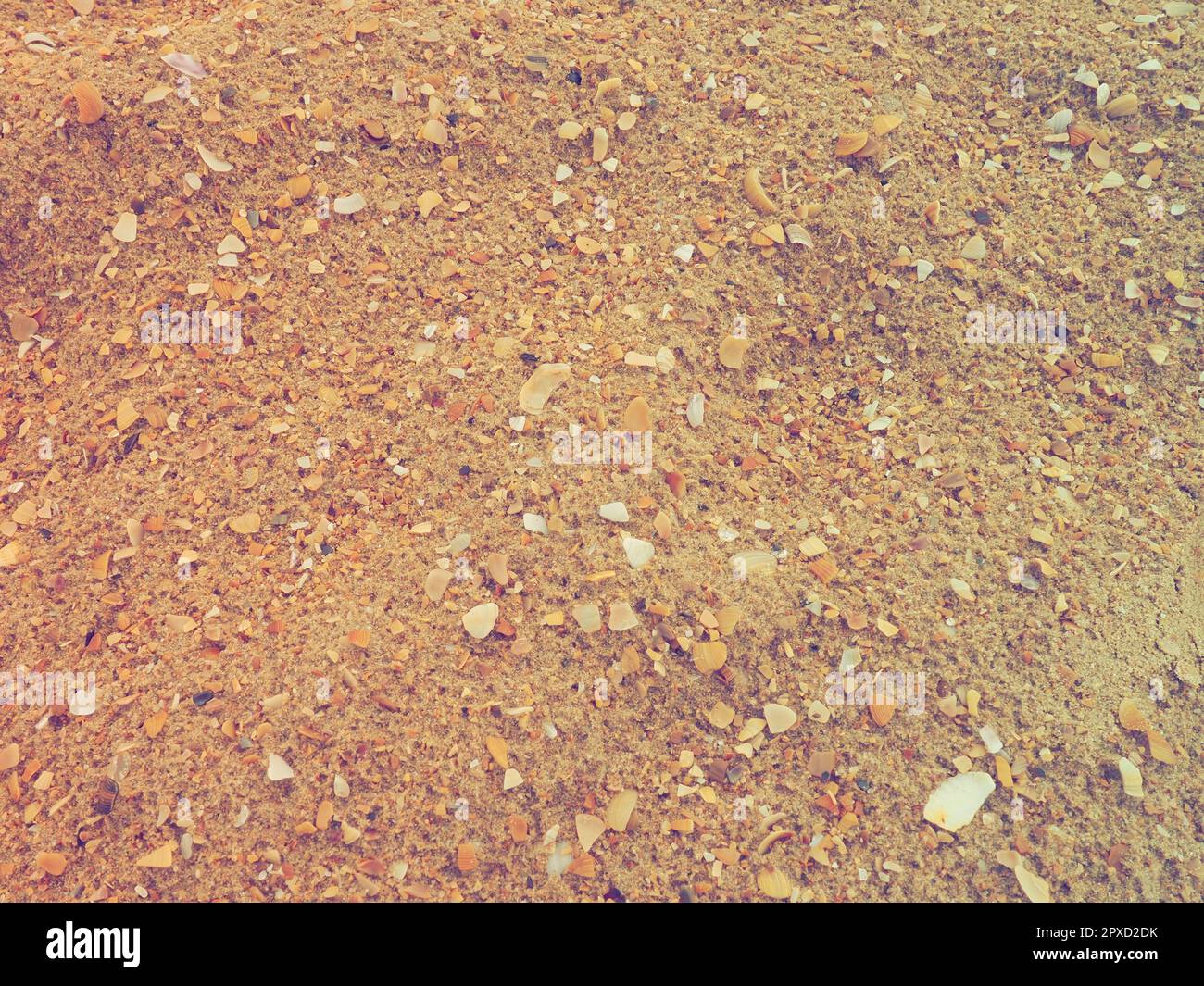 Sand mit Muschelhintergrund. Nasser grober Quarzsand. Kaputte Muscheln. Strand nach starkem Regen. Kieselgel. Zerkleinerter Quarzsand, naturbraun Stockfoto