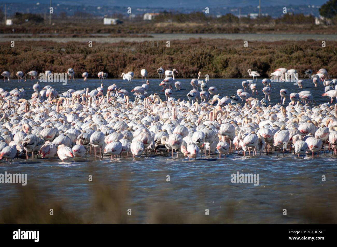 Wildes Flamingos im Delta Ebro Naturpark, Tarragona, Katalonien, Spanien. Vogelbeobachtung. Stockfoto