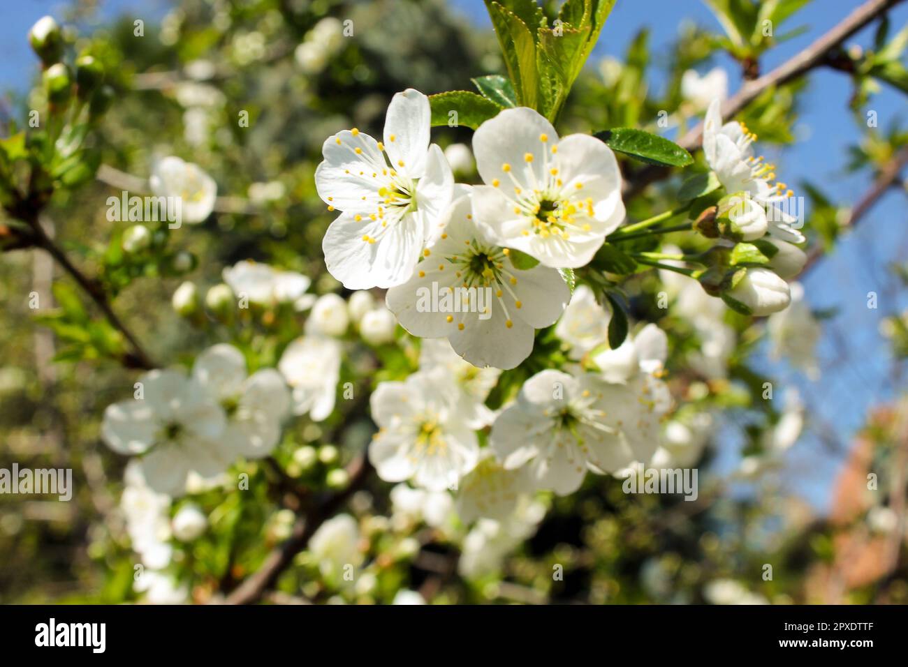 Prunus avium, gemeinhin wilde Kirsche genannt, süße Kirsche Stockfoto