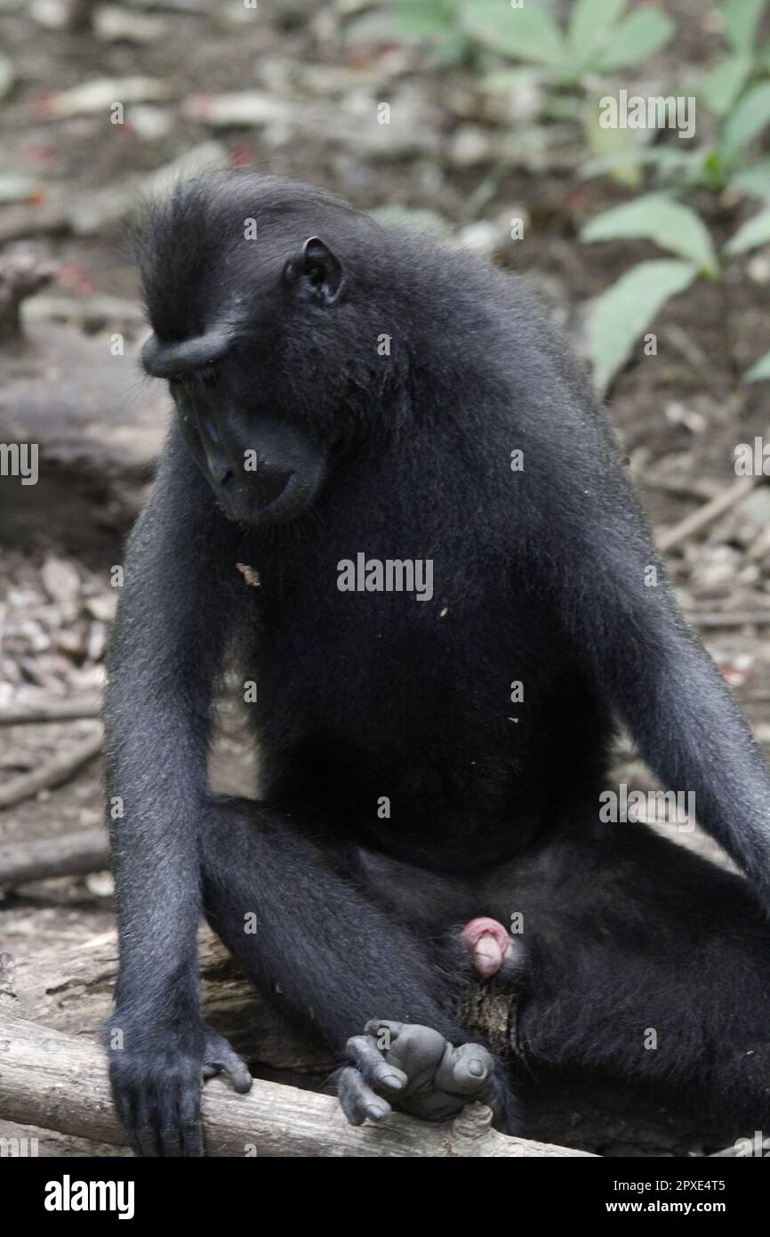 Yaki oder Sulawesi Black Monkey (Macaca nigra) mit niedlichem und bezauberndem Verhalten in einem Naturschutzgebiet. Stockfoto