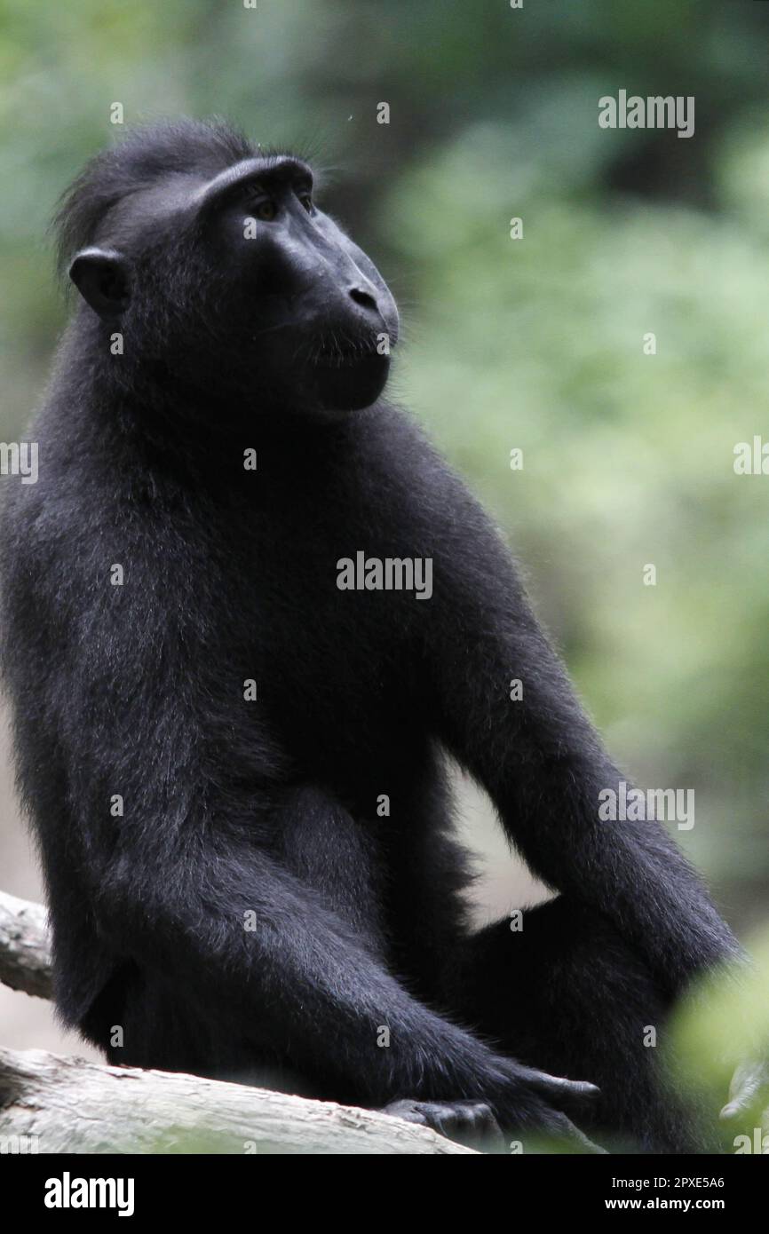 Yaki oder Sulawesi Black Monkey (Macaca nigra) mit niedlichem und bezauberndem Verhalten in einem Naturschutzgebiet. Stockfoto