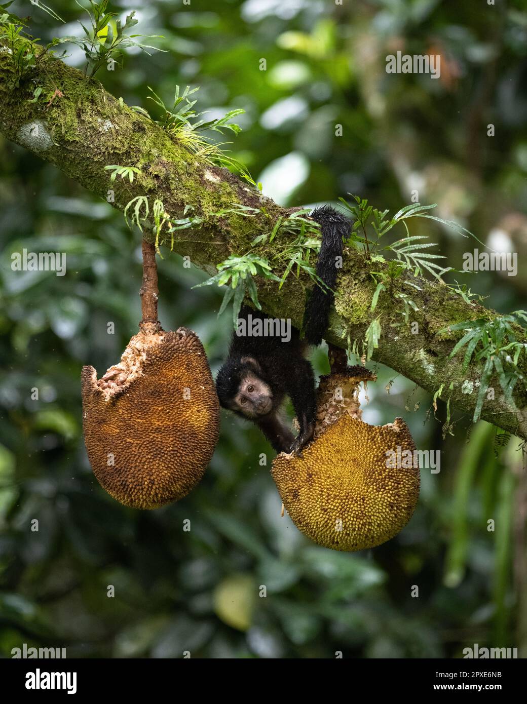 Ein schwarzer Kapuzineraffe (Sapajus nigritus), der im Atlantischen Regenwald von Südbrasilien endemisch ist und sich von Jackfrucht ernährt Stockfoto