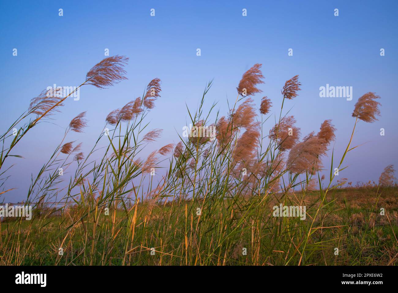 Kans-Gras oder Saccharum-Spontaneum-Blumen erstrahlen vor dem bunten blauen Himmel am Abend Stockfoto