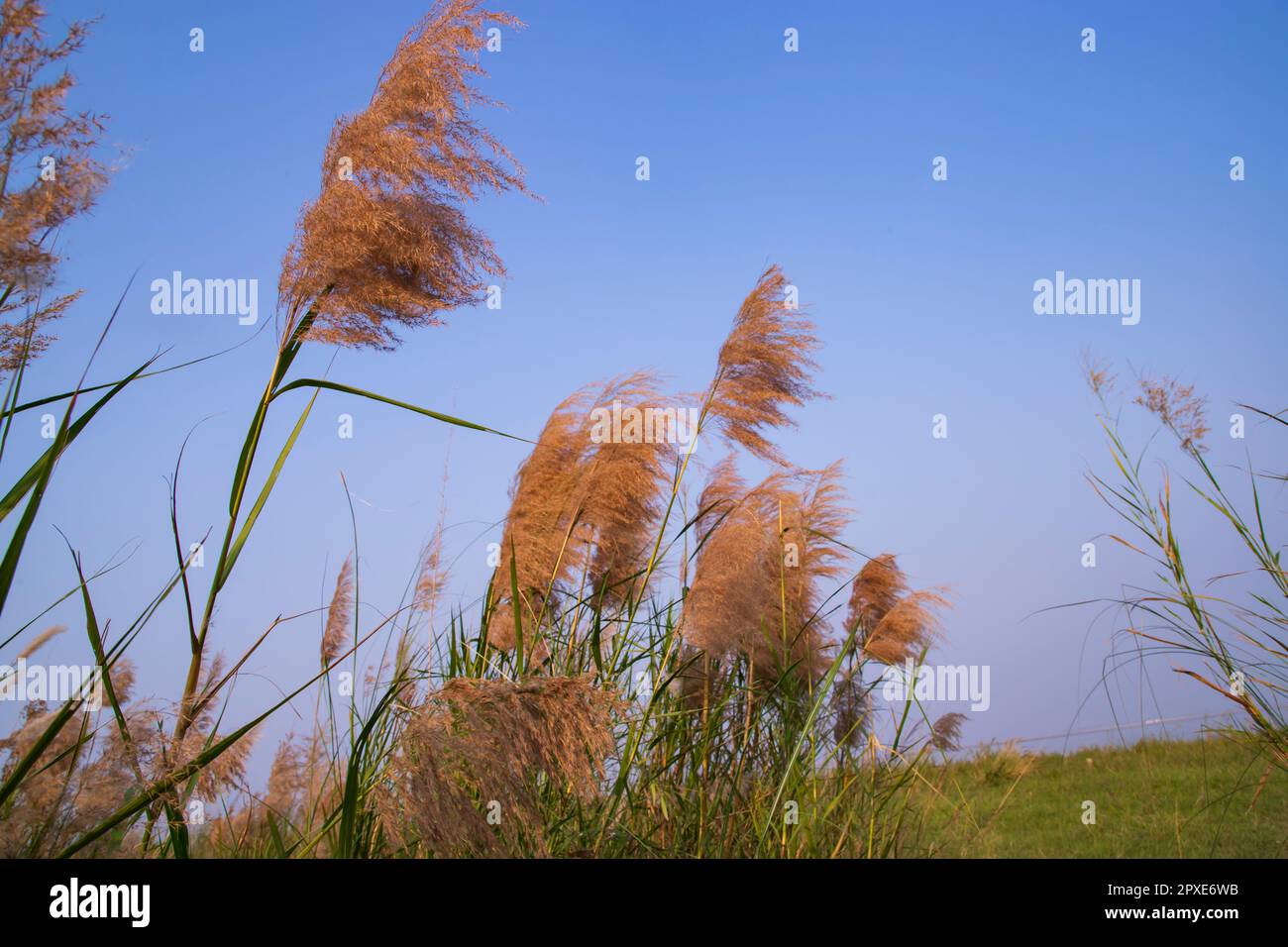 Kans-Gras oder Saccharum-Spontaneum-Blumen erstrahlen vor dem bunten blauen Himmel am Abend Stockfoto