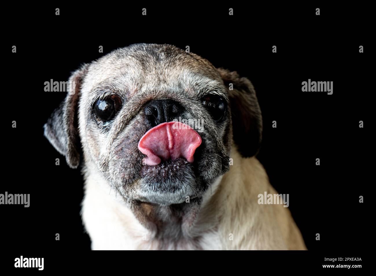 Pug leckt sich nach dem Essen die Nase. Die Nase leckt gut. Stockfoto