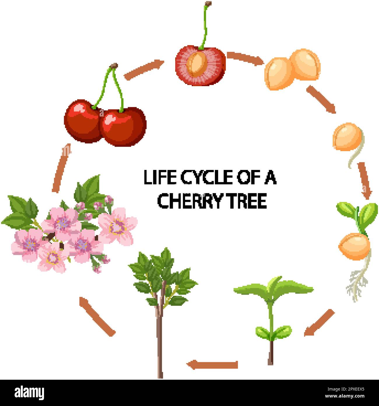 Darstellung des Lebenszyklus des Kirschbaums Stock Vektor