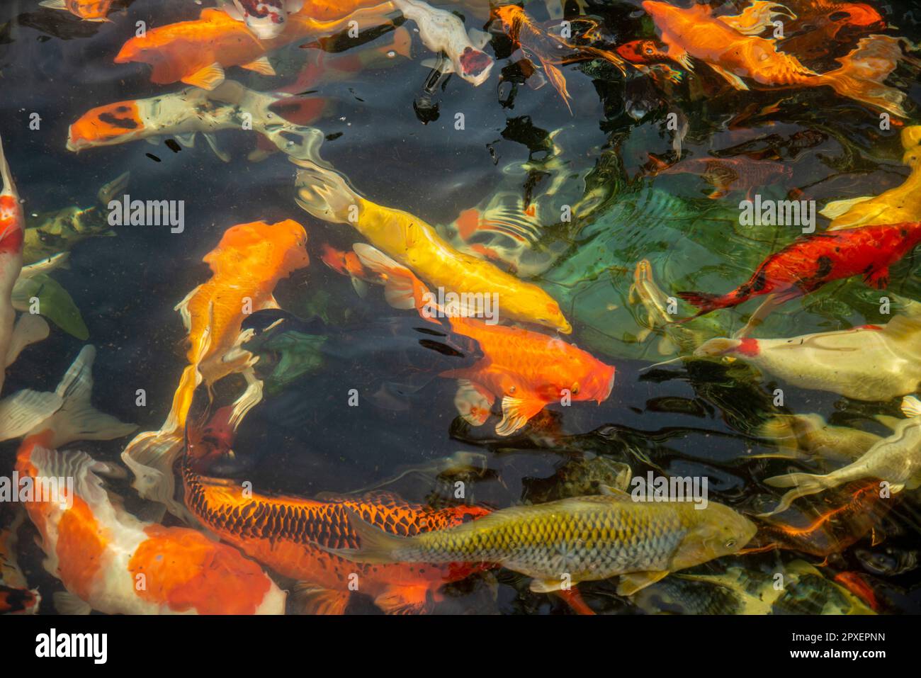 Koi Fish im Wat Khao Phra Khru in der Stadt Si Racha in der Provinz Chonburi in Thailand, Thailand, Siracha, November 2022 Stockfoto