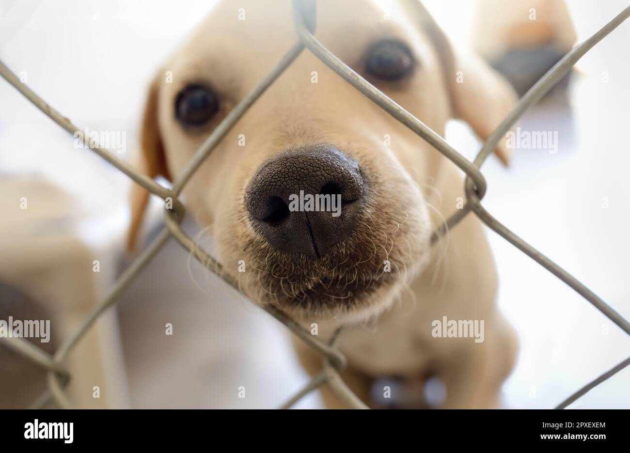 Ein Rettungshund steckt seine Nase durch den Zaun und schaut auf die Kamera Stockfoto
