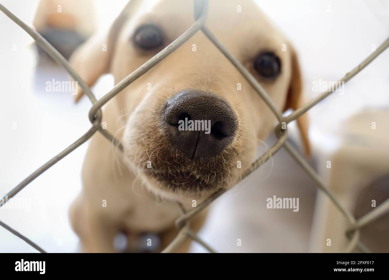 Ein Rettungshund steckt seine Nase durch den Zaun und schaut auf die Kamera Stockfoto