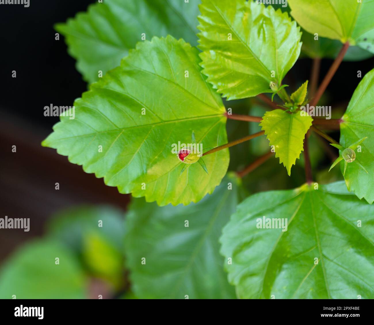 Neue Hibiskusblütenknospe, die auf einer Pflanze mit hellgrünen Blättern im Garten wächst. Stockfoto