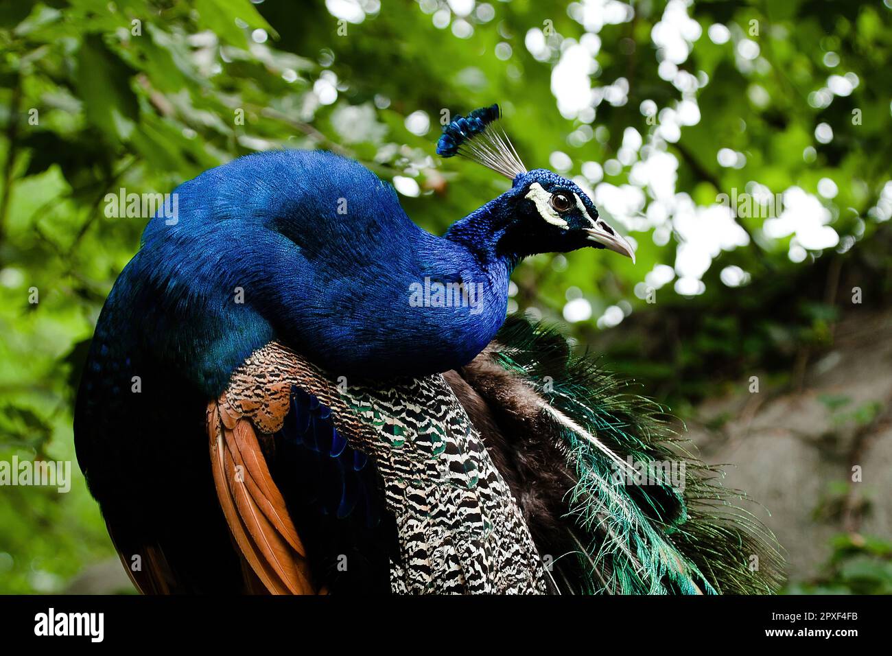 Ein wunderschöner Pfau im Zoo, der sein farbenfrohes Gefieder zeigt. China. Stockfoto