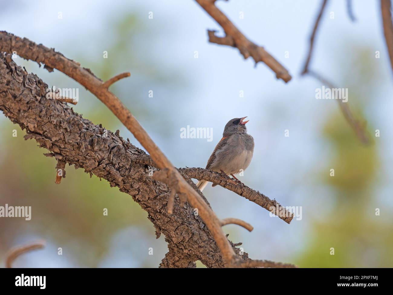 Oregon Junco singt in den Bäumen im Bryce Canyon-Nationalpark in Utah Stockfoto