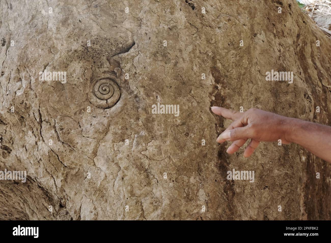 Fossilien von Meerestieren an den Steinwänden der Spiegelsteinhöhle in Labuan Bajo, East Nusa Tenggara. Stockfoto