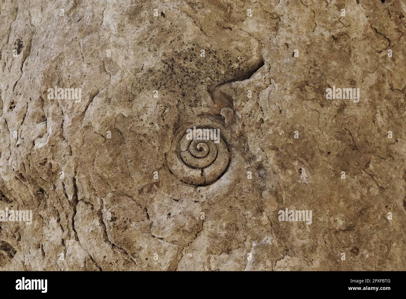 Fossilien von Meerestieren an den Steinwänden der Spiegelsteinhöhle in Labuan Bajo, East Nusa Tenggara. Stockfoto