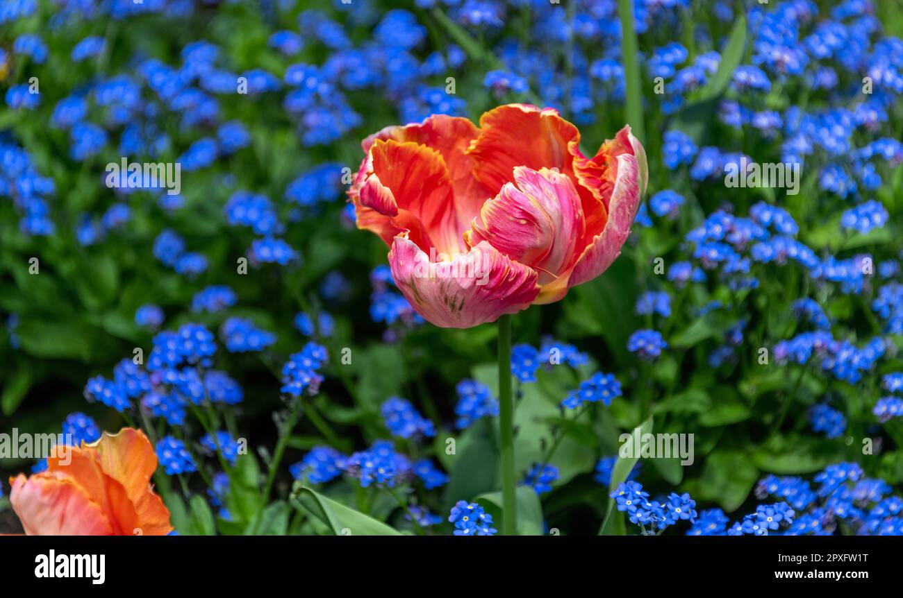 Darstellung bunter Tulpen vor dem Hintergrund von vergessenen Pflanzen, Myosotis, St. James's Park, London, Großbritannien Stockfoto