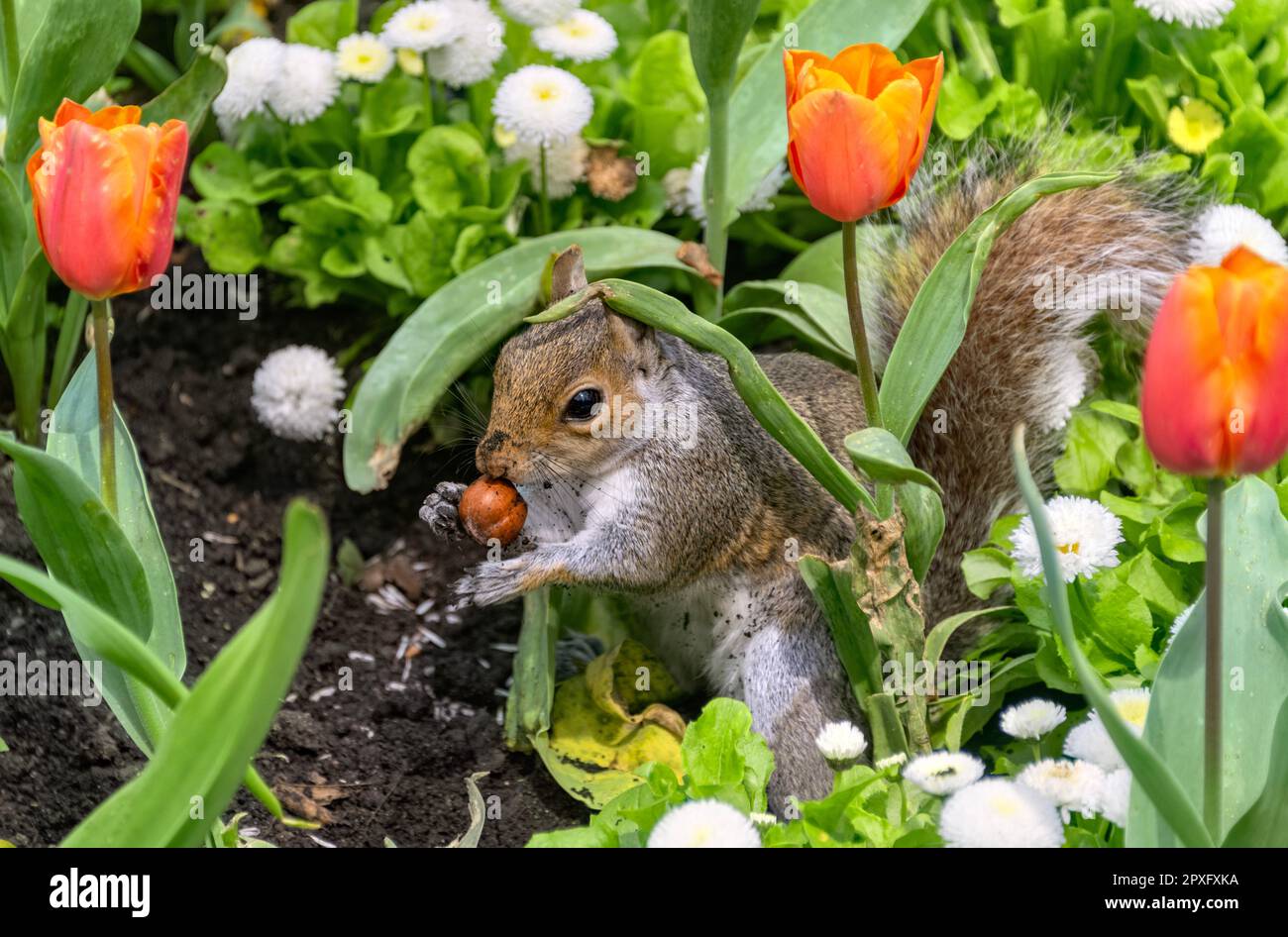 Graues Eichhörnchen Sciurus carolinensis hat gerade eine Eichel zwischen den Tulpen in St. ausgegraben James's Park, London, Großbritannien Stockfoto