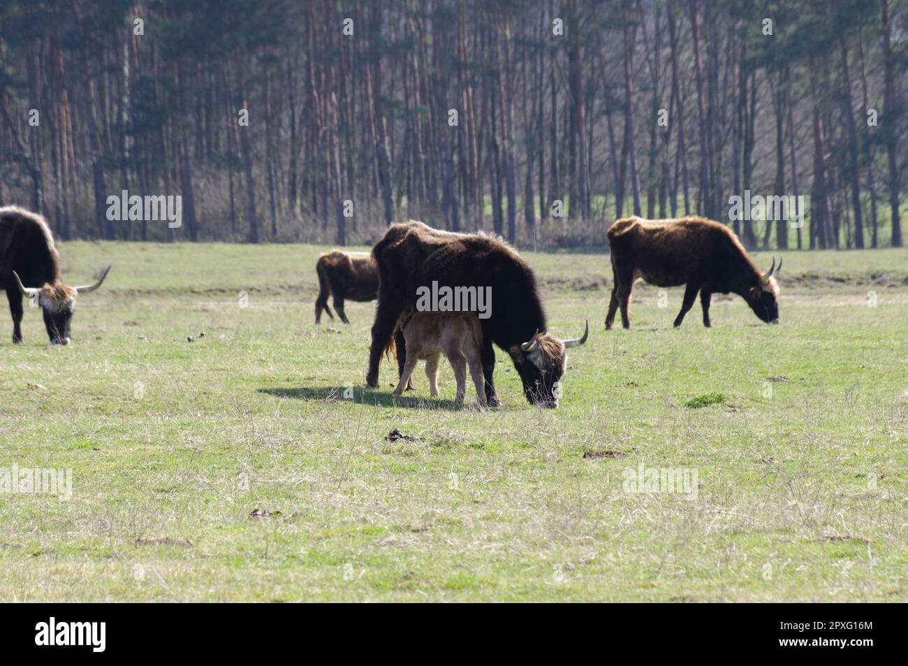 Kuhporträt mit braunem Fell an einem schönen Sommertag mit Sonnenlicht bei einer hey-Fütterung in einem Naturschutzgebiet in Sauerland in Deutschland Stockfoto