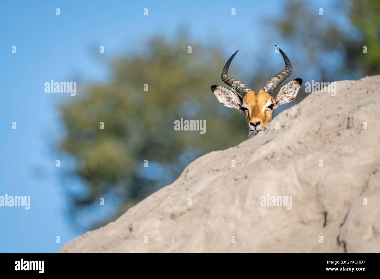 Impala Buck, (Aepyceros melampus), Nahaufnahme nur seines Kopfes. Die Tierkörper verstecken sich hinter dem Hügel. Caprivi-Streifen, Namibia, Afrika Stockfoto