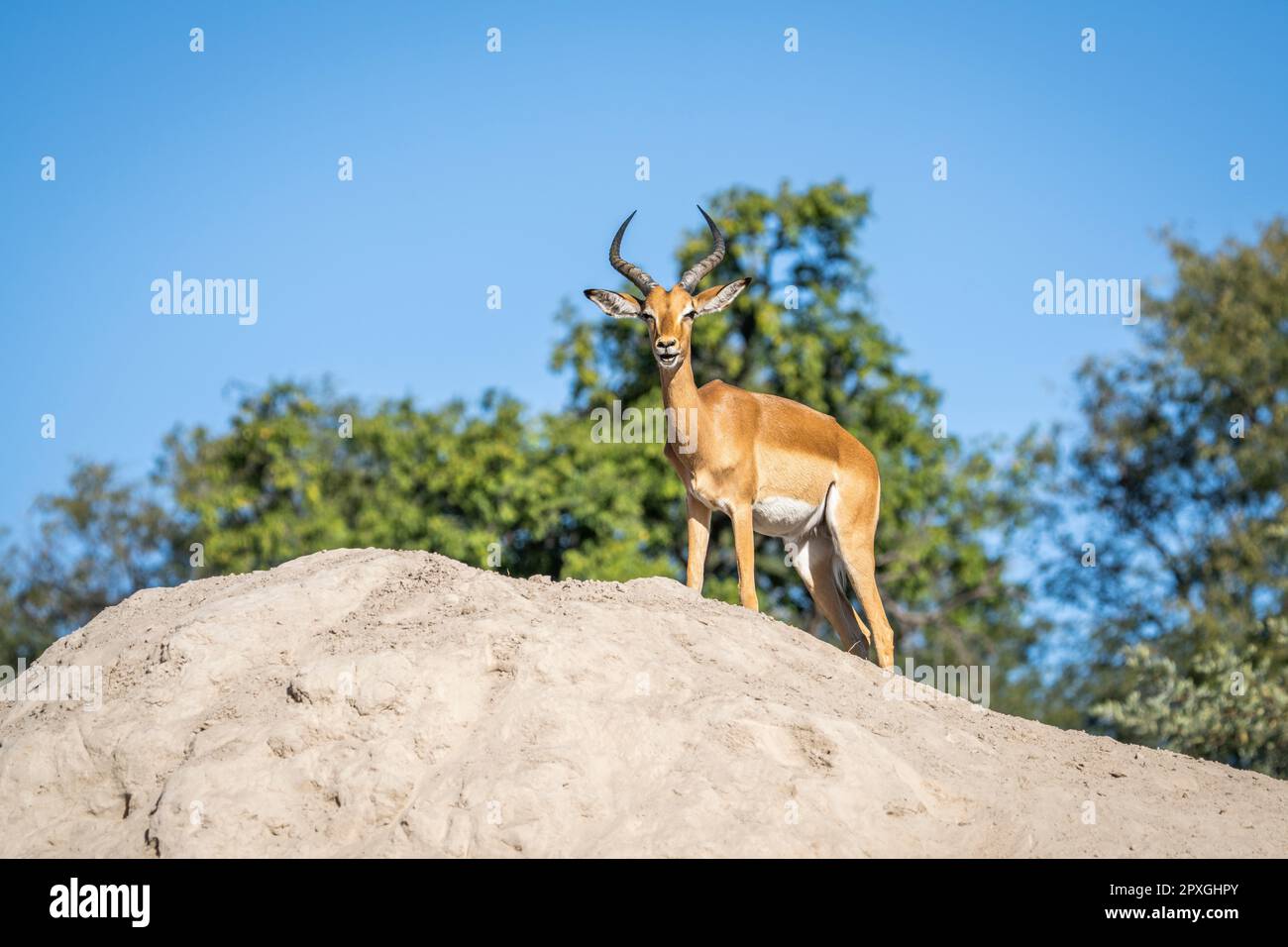 Impala Buck (Aepyceros melampus), Nahaufnahme seines Profils, Seitenansicht. Das Tier steht auf der Termitenhalterung. Caprivi-Streifen, Namibia, Afrika Stockfoto