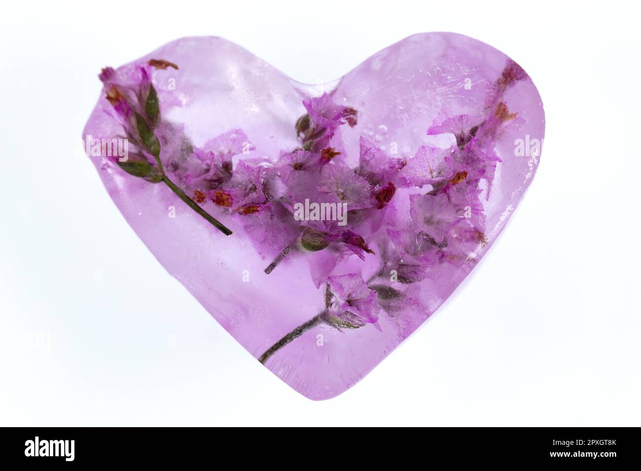 Zarte rosa Blumen, gefroren in einem Eisherz. Stockfoto