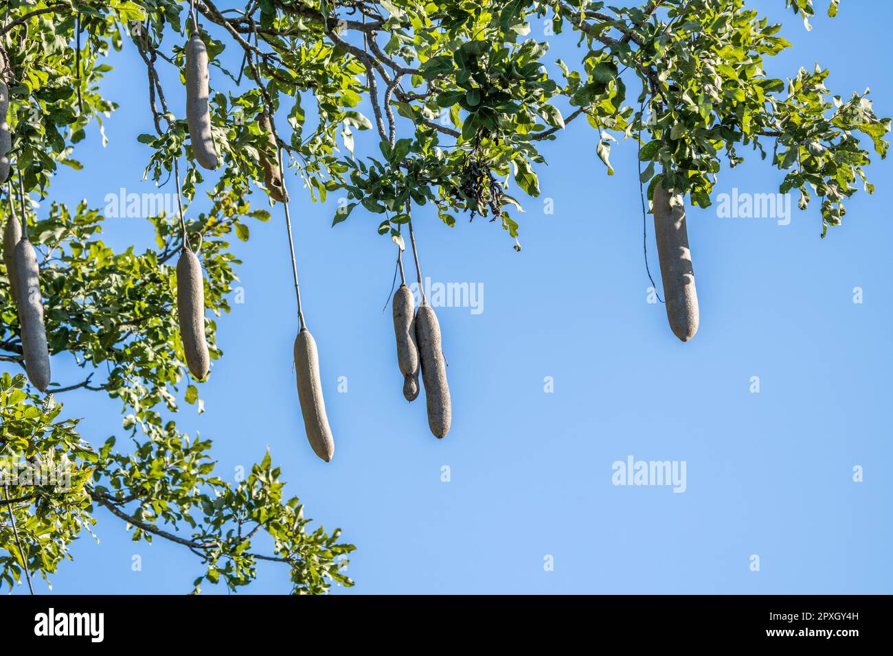 Wurstbaum (Kigelia africana), Früchte, die an den Zweigen vor blauem Himmel hängen. Caprivi-Streifen, Namibia, Afrika Stockfoto