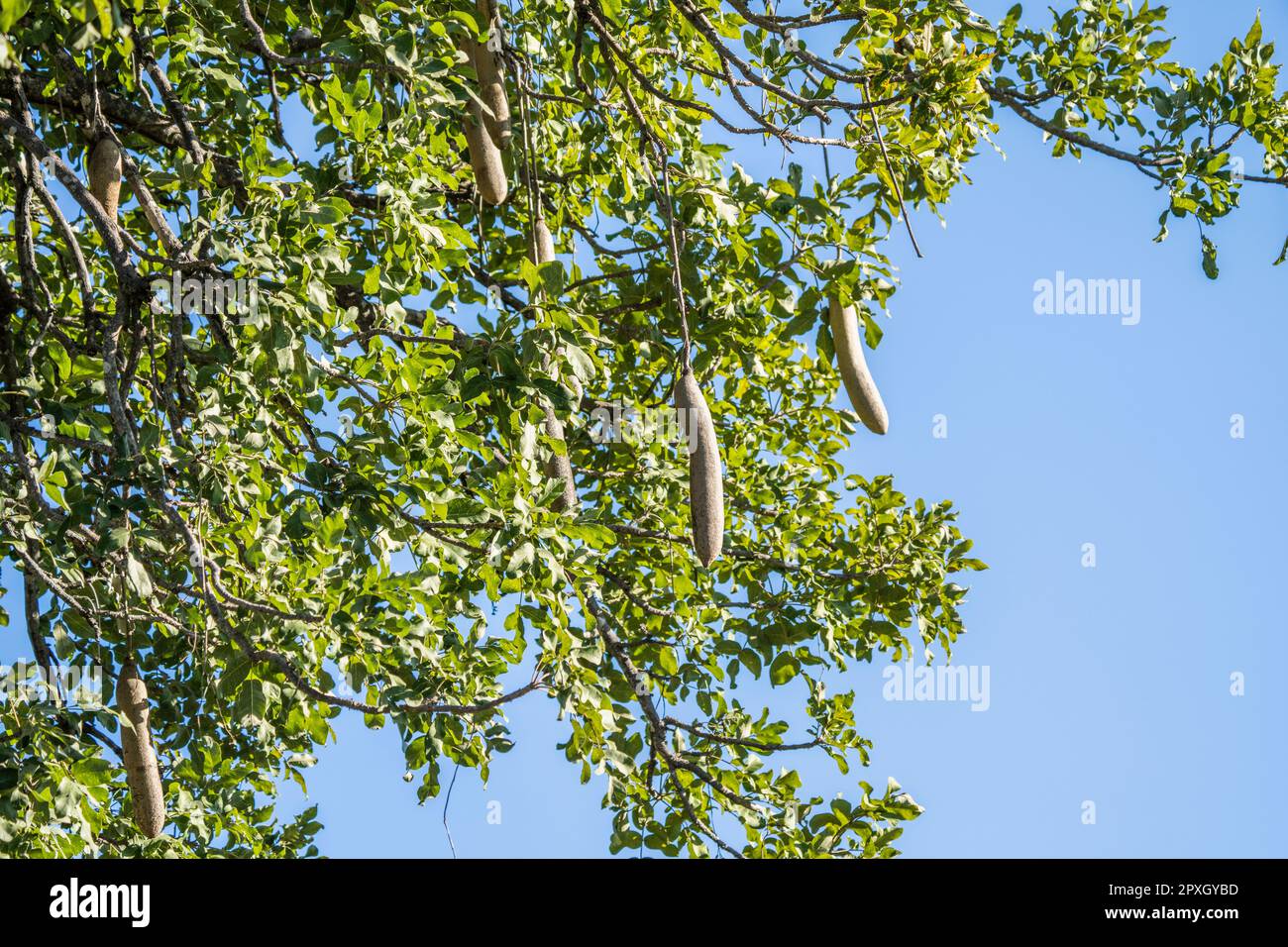 Wurstbaum (Kigelia africana), Früchte, die an den Zweigen vor blauem Himmel hängen. Caprivi-Streifen, Namibia, Afrika Stockfoto