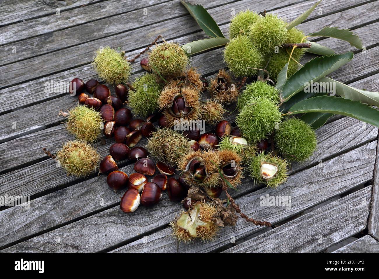 Süßkastanien (Castanca Sativa) Stockfoto