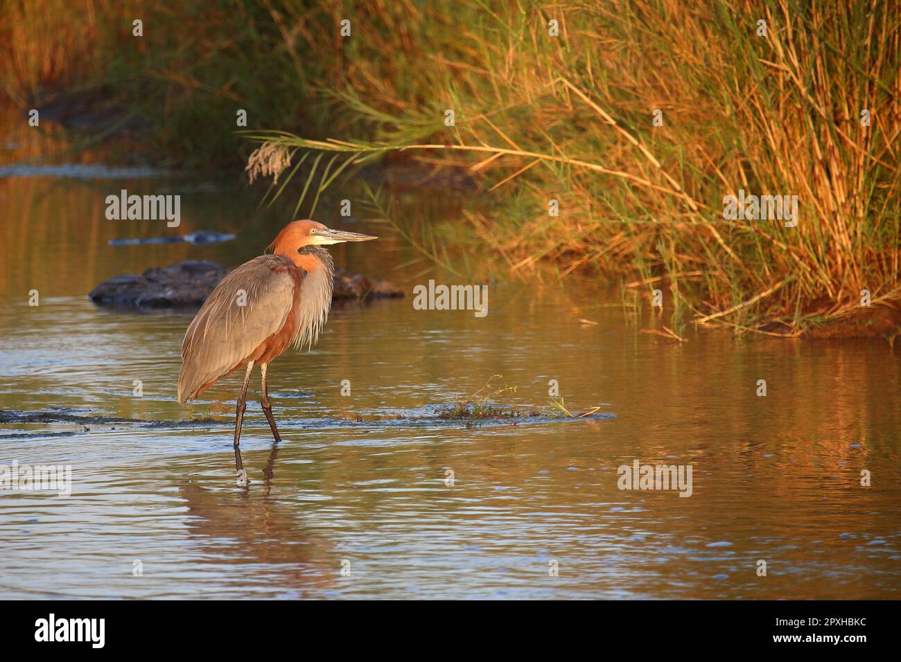 Goliathreiher / Goliath Reiher / Ardea goliath Stockfoto