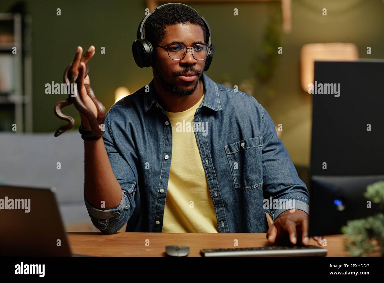 Ein junger, seriöser Geschäftsmann mit Kopfhörern, der ein exotisches Haustier in der Hand hält und auf den Computerbildschirm schaut, während er in einem Videochat am Arbeitsplatz kommuniziert Stockfoto