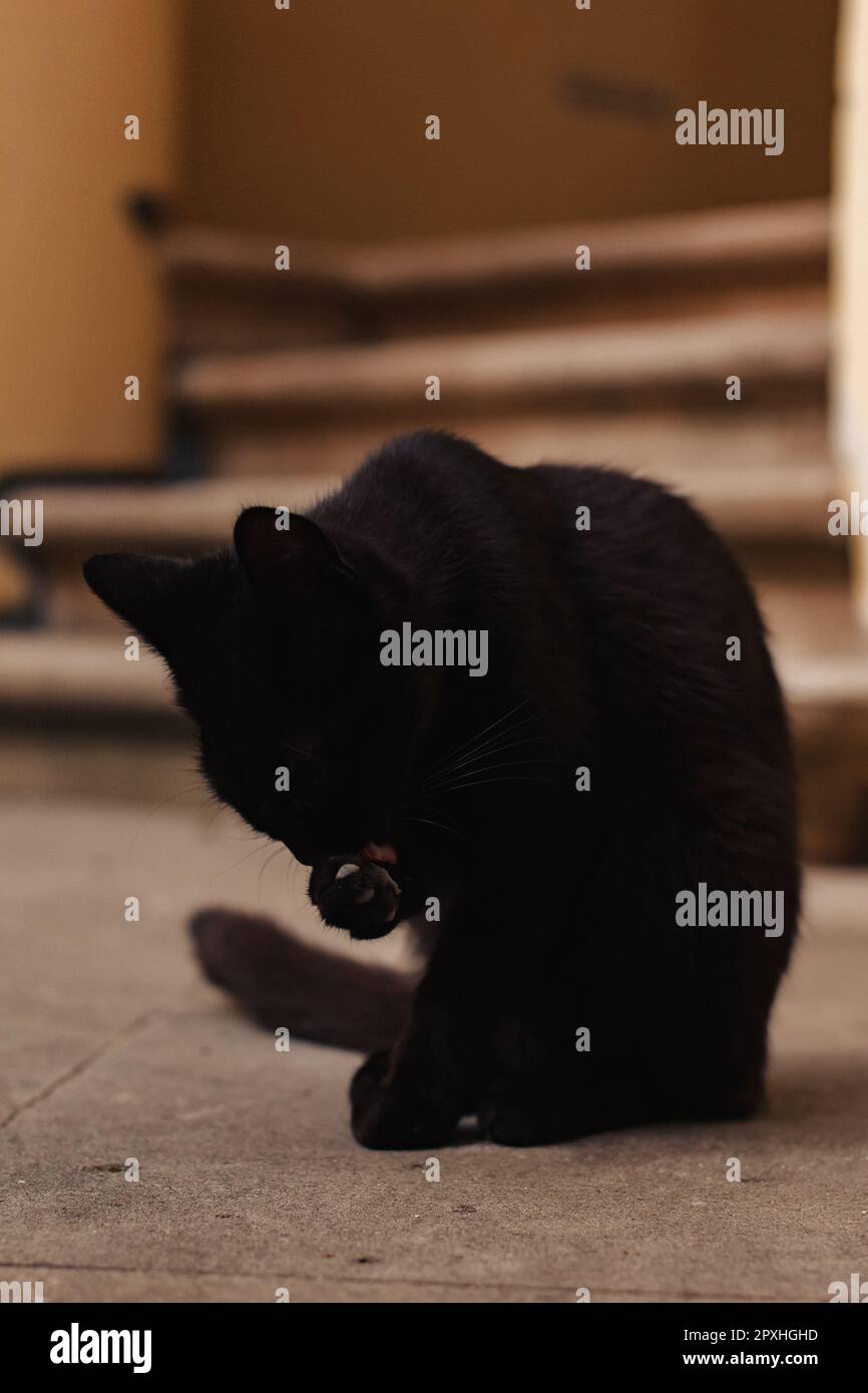 Gartenflagge 'Schwarze Katze Mit Goldenen Augen' | 30,5 X 45,7 Cm | Polyester, Einseitig Bedruckt