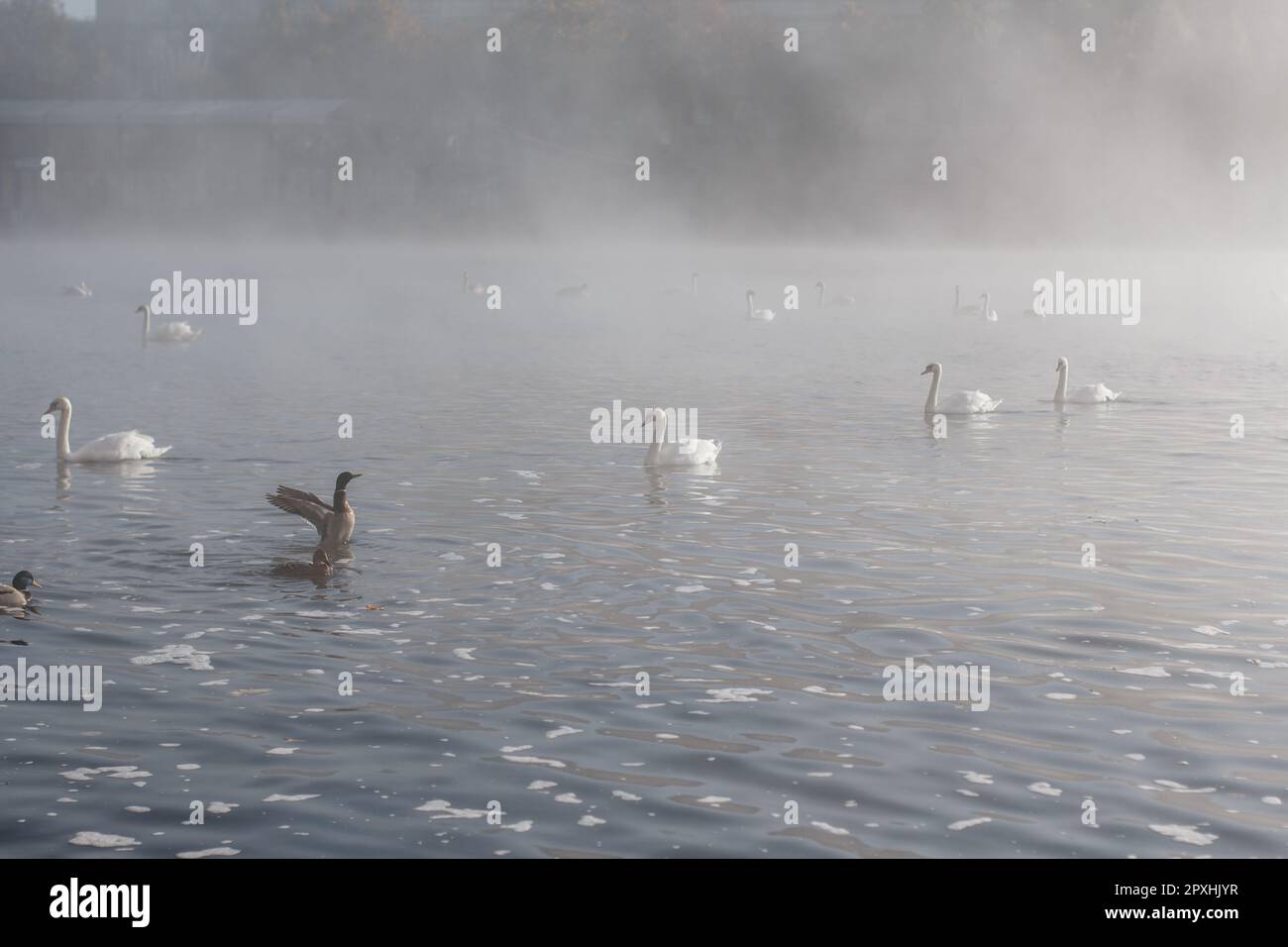 Schwäne und eine Ente am frühen Morgen auf einem nebeligen See. Sanfter Nebel bedeckt das Wasser und sorgt für eine ruhige und stimmungsvolle Winterszene bei weichem Licht. Stockfoto