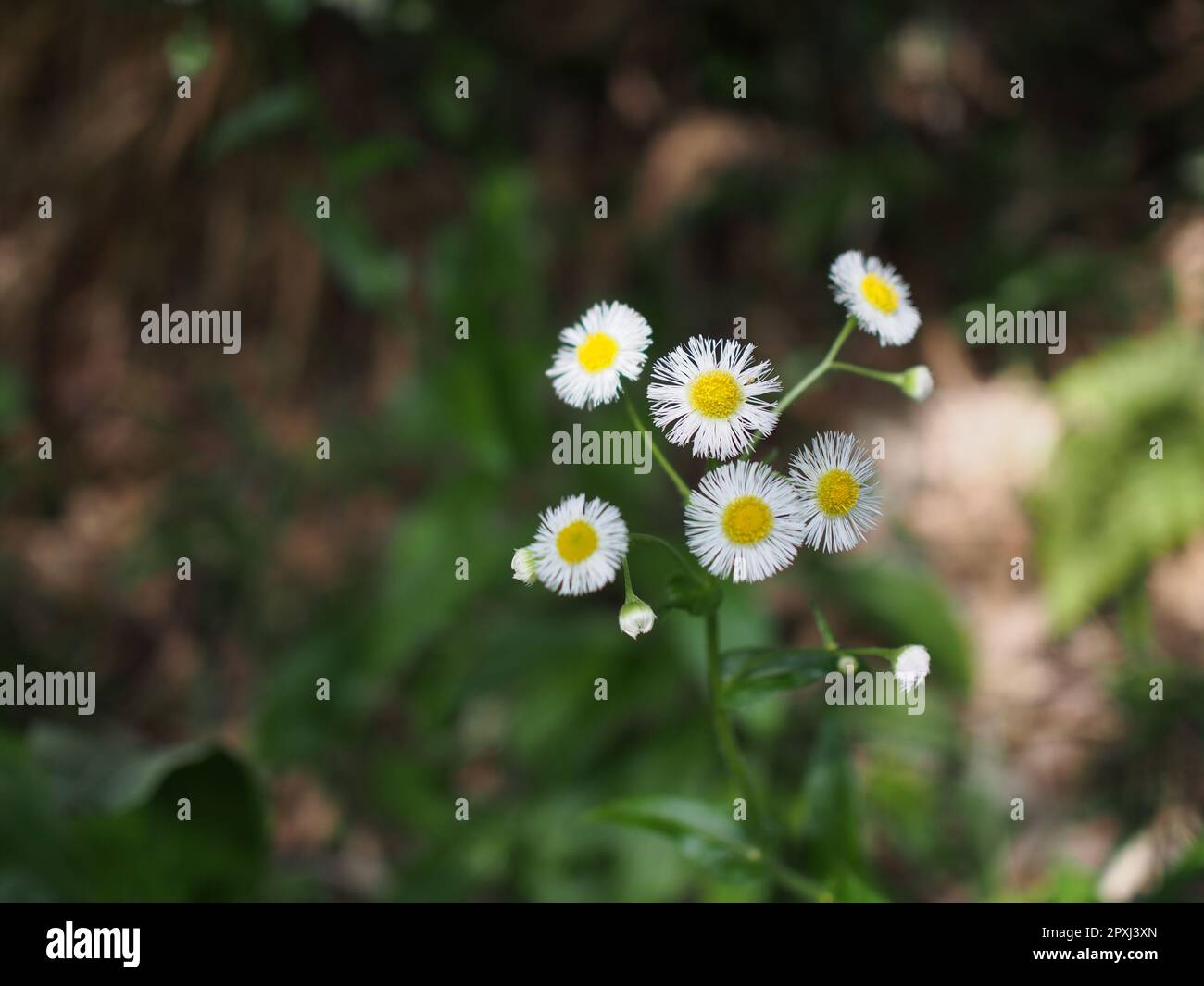 Nahaufnahme kleiner weißer Gänseblümchen mit hellgelben Mittelpunkten Stockfoto