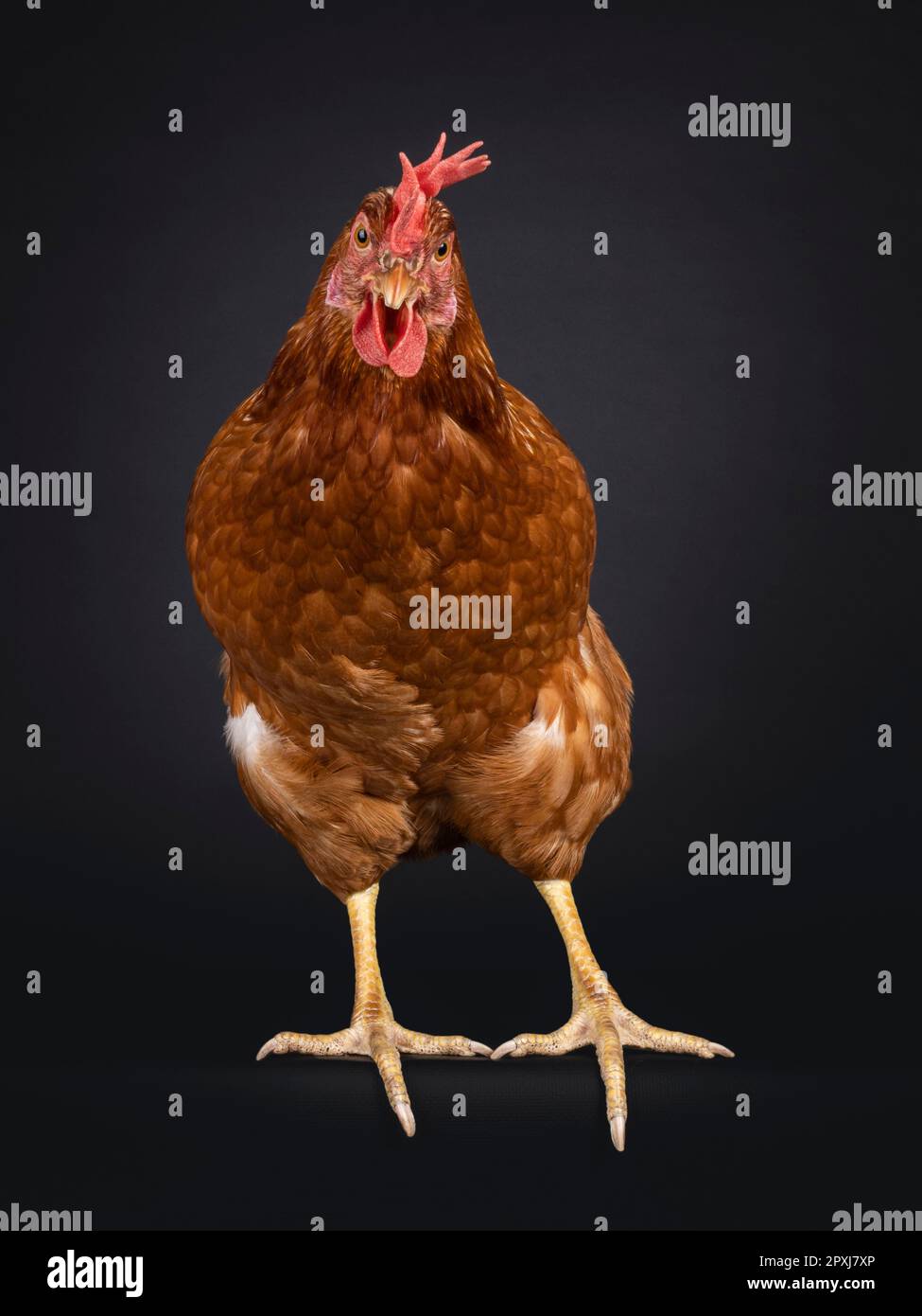 Brown hen looking up isolated on white Fotos und Bildmaterial in hoher Auflösung Alamy
