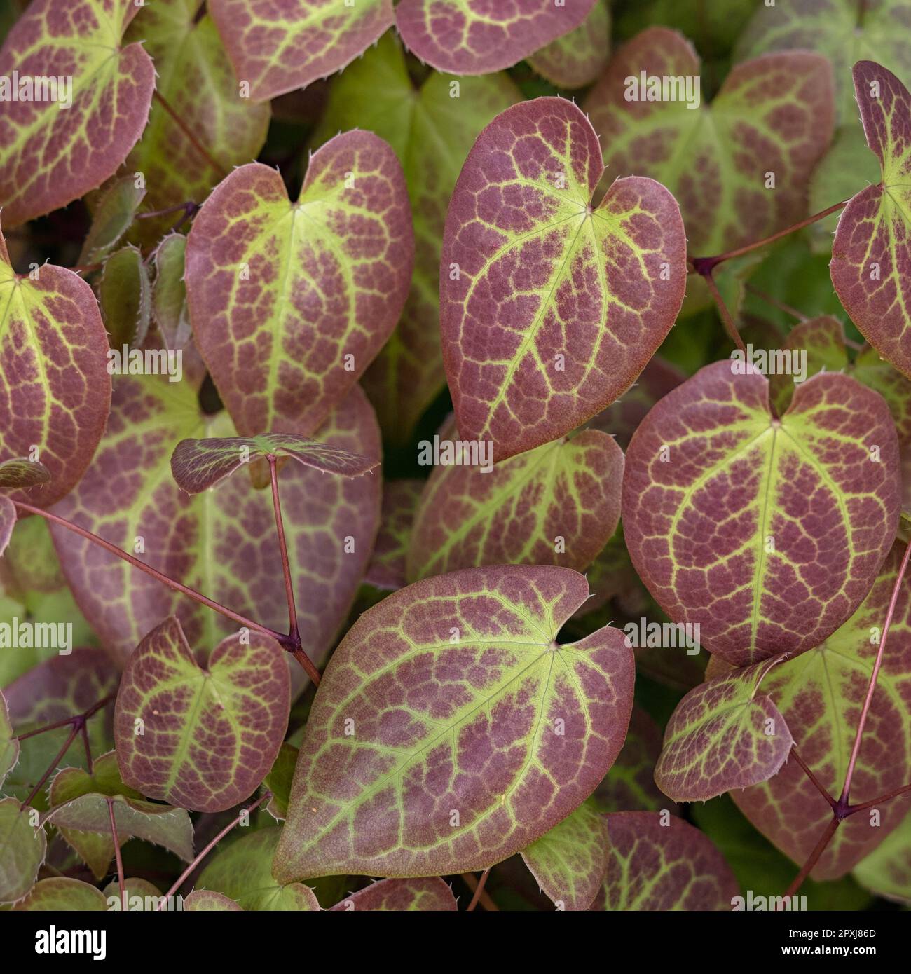 Nahaufnahme von bunten Blättern von Epimedium x versicolor „Sulphureum“ in einem Garten im Frühling Stockfoto