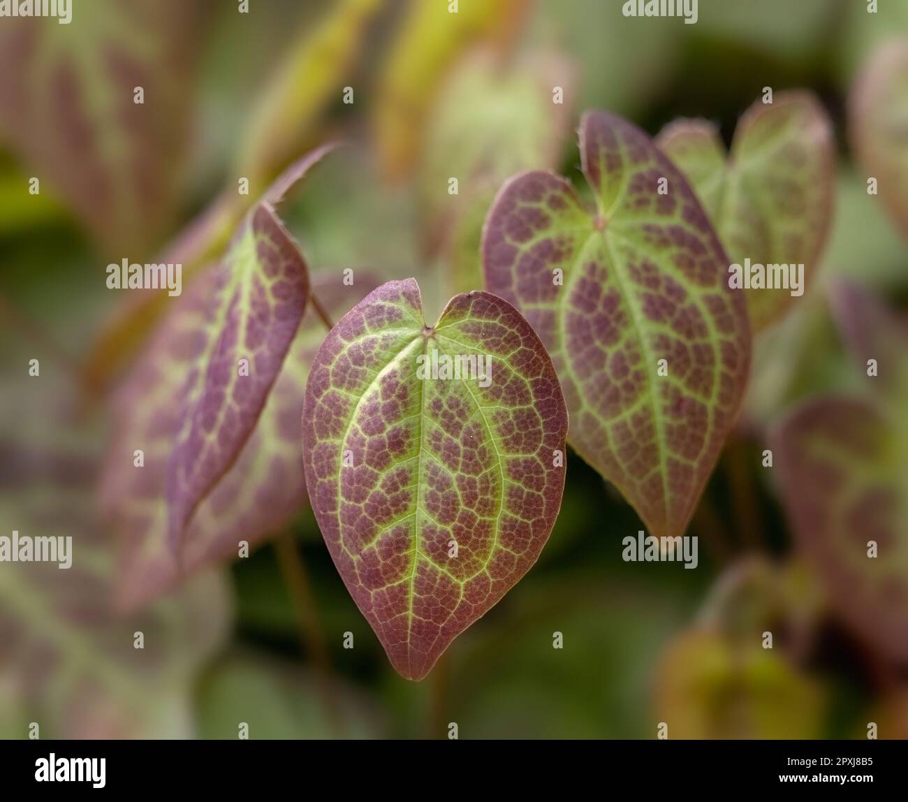 Nahaufnahme von bunten Blättern von Epimedium x versicolor „Sulphureum“ in einem Garten im Frühling Stockfoto