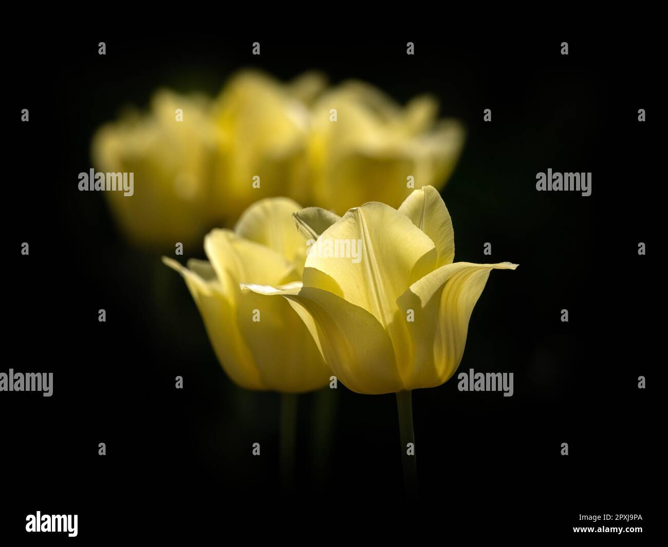 Nahaufnahme der Blumen von Tulipa "World Friendship" vor schwarzem Hintergrund. Bild im Fine Art-Stil Stockfoto