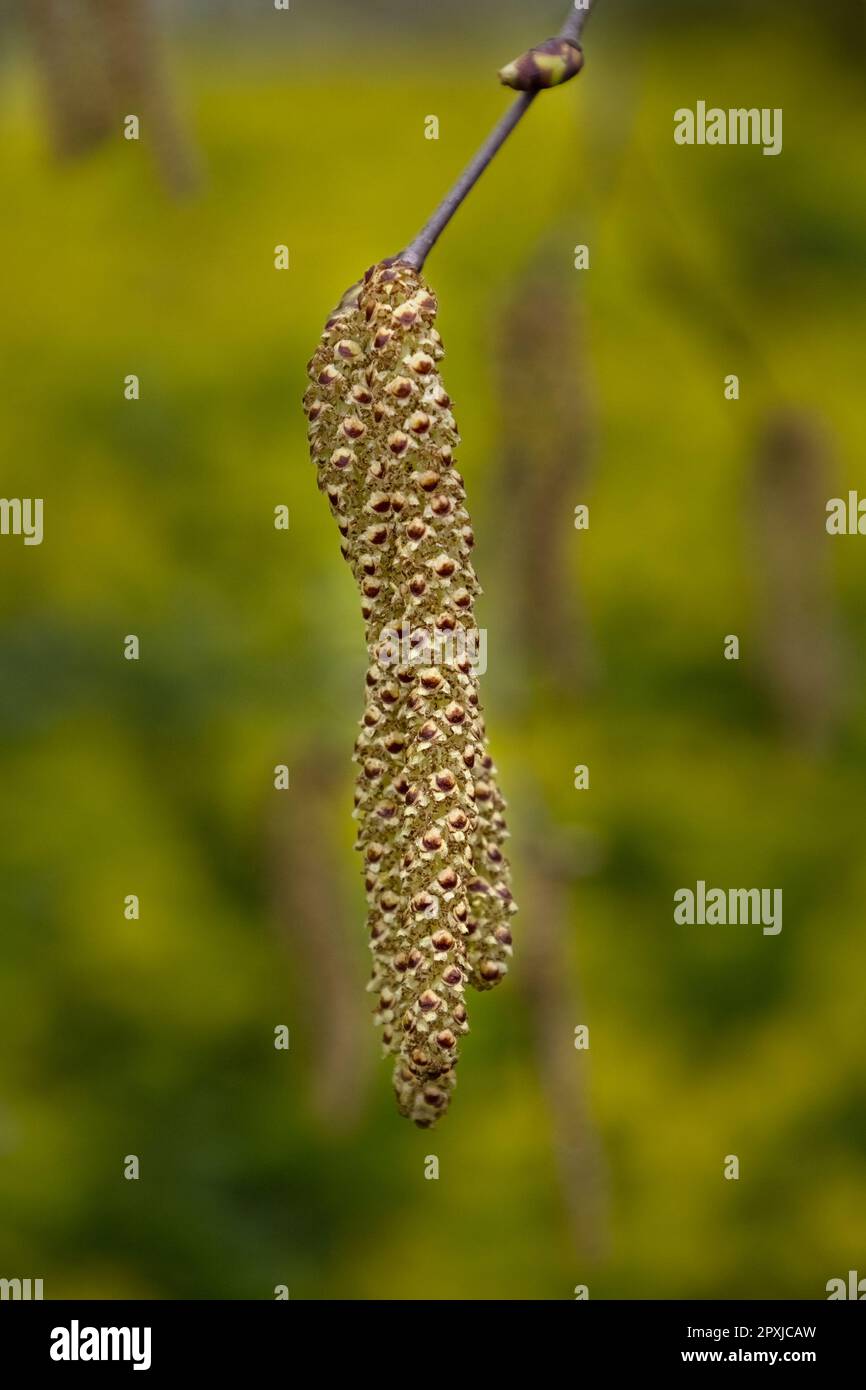 Nahaufnahme von Silberbirkenkatzen (Betula pendula) in einem Holz im Frühling Stockfoto
