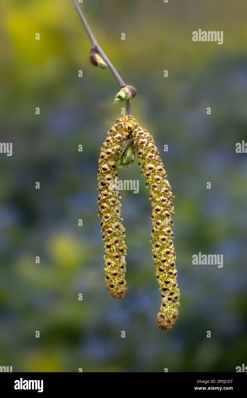 Nahaufnahme von Silberbirkenkatzen (Betula pendula) in einem Holz im Frühling Stockfoto