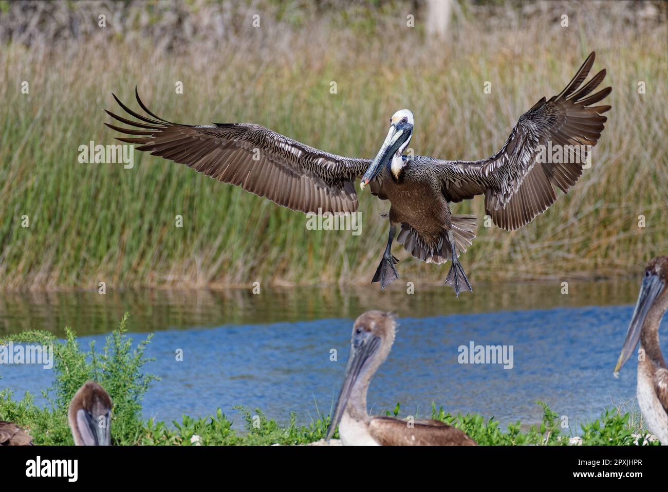 Braunpelikan (Pelecanus occidentalis) über Floridas Salt River an der Naturküste. Stockfoto