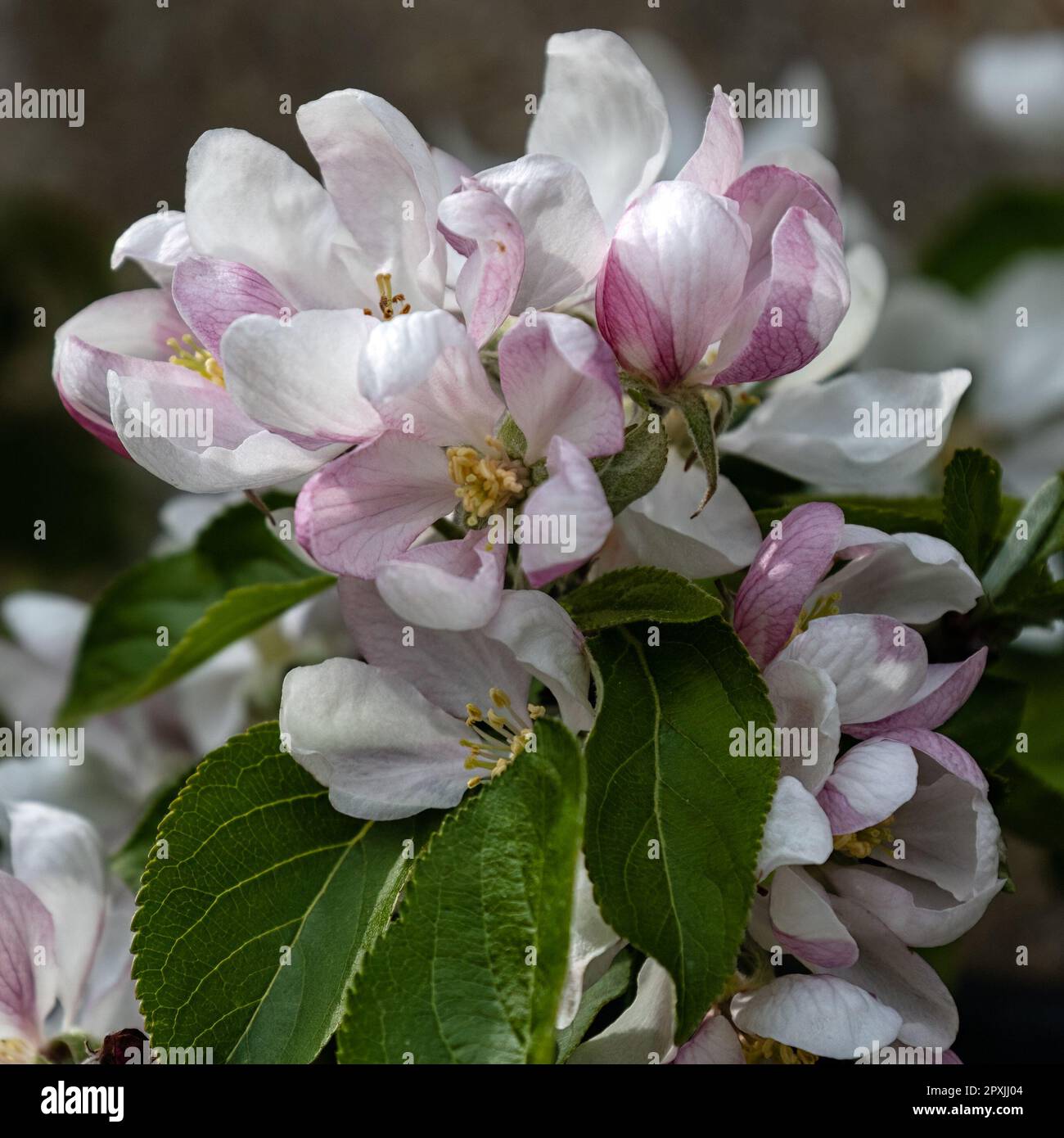Nahaufnahme der Blüten des Deset-Apfels Malus domestica 'Red Falstaff' in einem Garten im Frühling Stockfoto