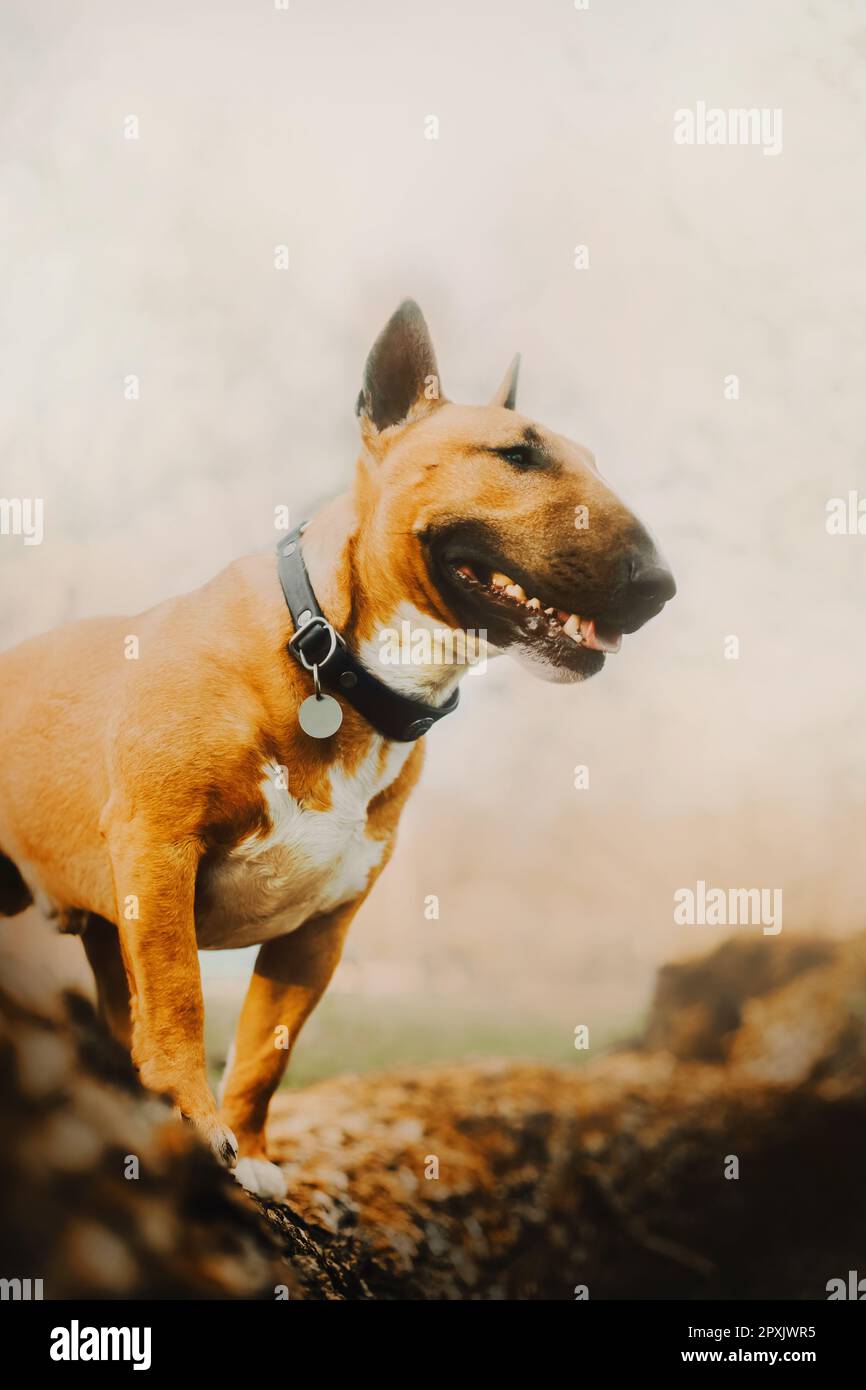 Ein süßer Ingwerhund, der selbstbewusst auf einem dicken Baumstamm steht. Dieses Foto zeigt Themen wie Natur, Stärke und Loyalität. Ein Spaziergang in der Natur mit einem Hund Stockfoto