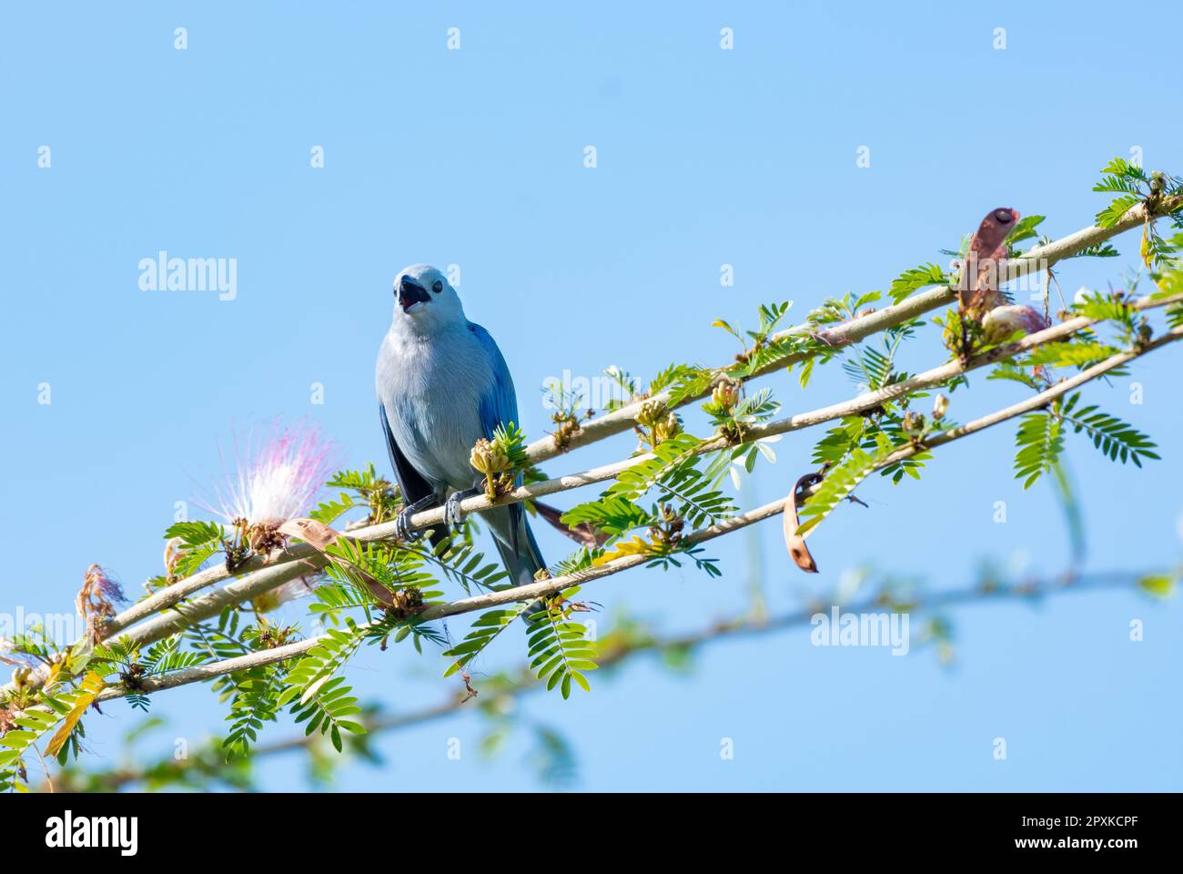 Ein blaugrauer Tanager, Thraupis Episcopus, hoch oben in einem Calliandra-Baum, der im Morgensonnenlicht singt. Stockfoto