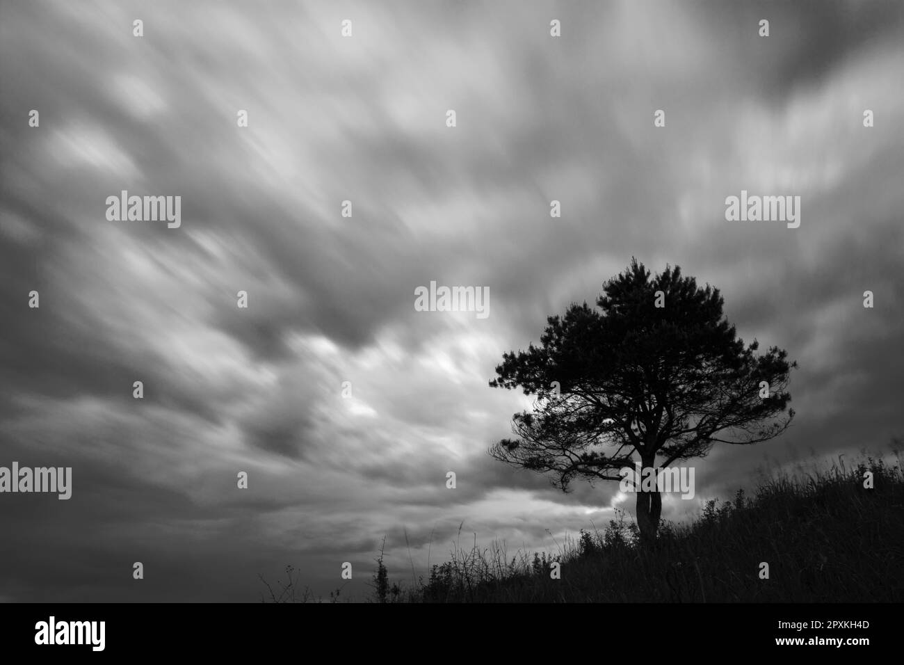 Ein Baum in der Nacht und verwischen die Wolken. Lange Belichtung Stockfoto