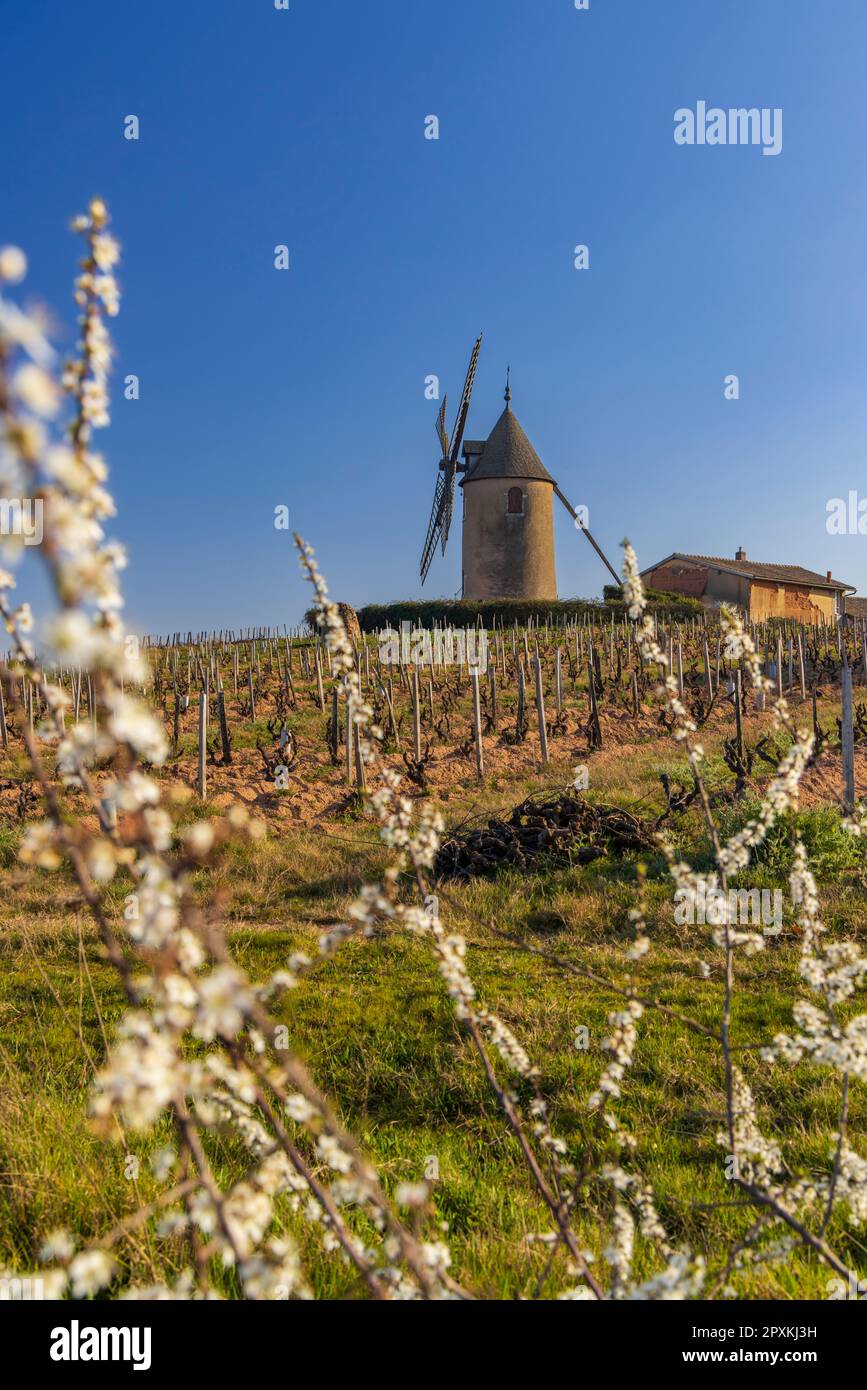 Frühlingsweinberge mit Windmühle Chenas in Beaujolais, Burgund, Frankreich Stockfoto