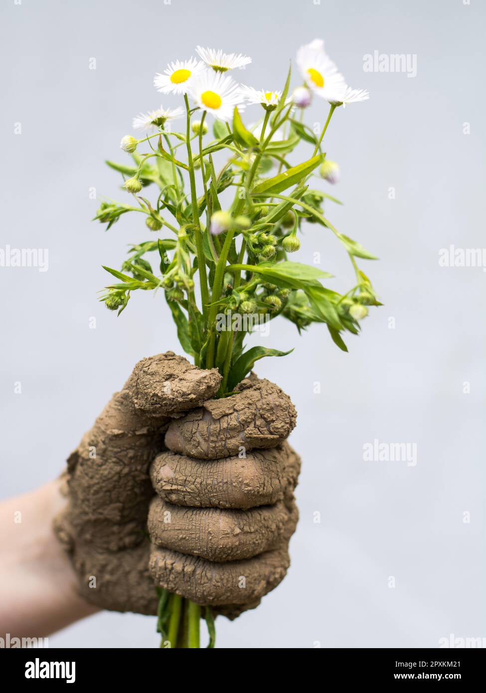 Schlammige Hand mit einem Blumenstrauß Stockfoto