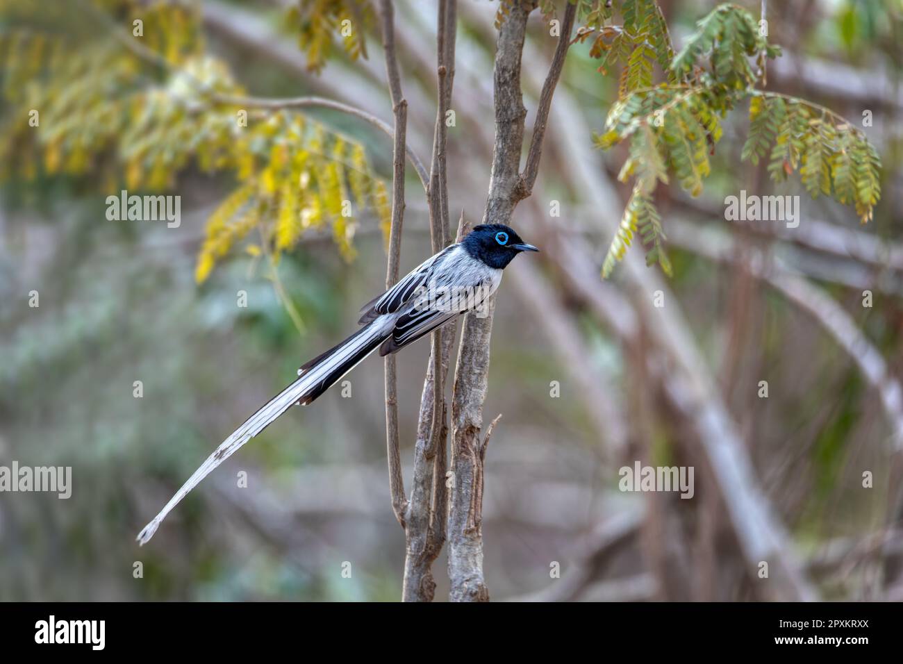 Wunderschöner Vogel Madagaskar Paradies Fliegenfänger (Terpsiphone mutata), männliche weiße Phase, endemische Vogelarten in der Familie Monarchidae. Kirindy-Wald. Stockfoto