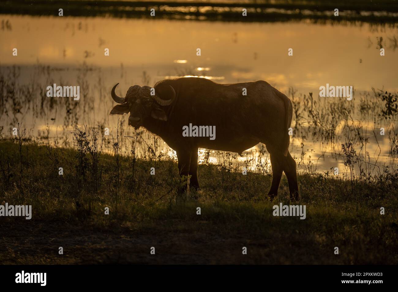 Cape Buffalo steht in Silhouette am Flussufer Stockfoto